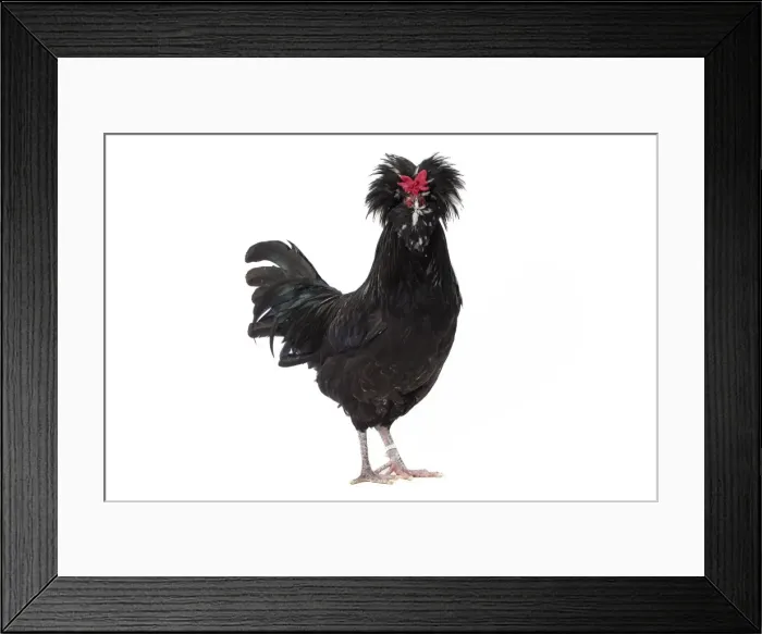 Framed Print : Picture No. 11771395 Framed Print : Picture No. 11771395