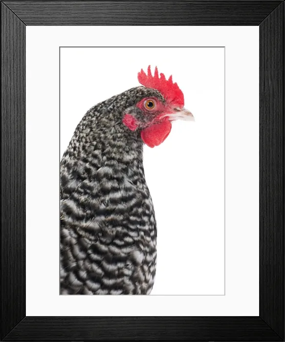 Framed Print : Picture No. 11771394 Framed Print : Picture No. 11771394