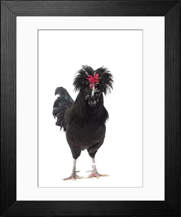 Framed Print : Picture No. 11771397 Framed Print : Picture No. 11771397