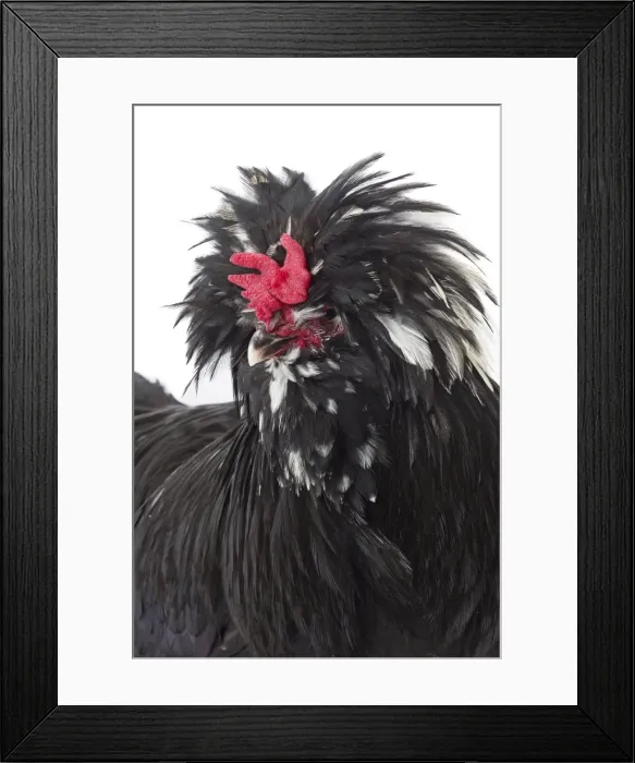 Framed Print : Picture No. 11771396 Framed Print : Picture No. 11771396