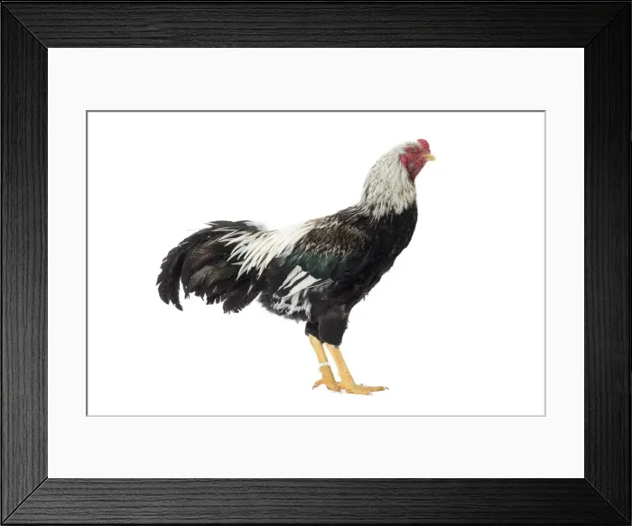Framed Print : Picture No. 11771399 Framed Print : Picture No. 11771399