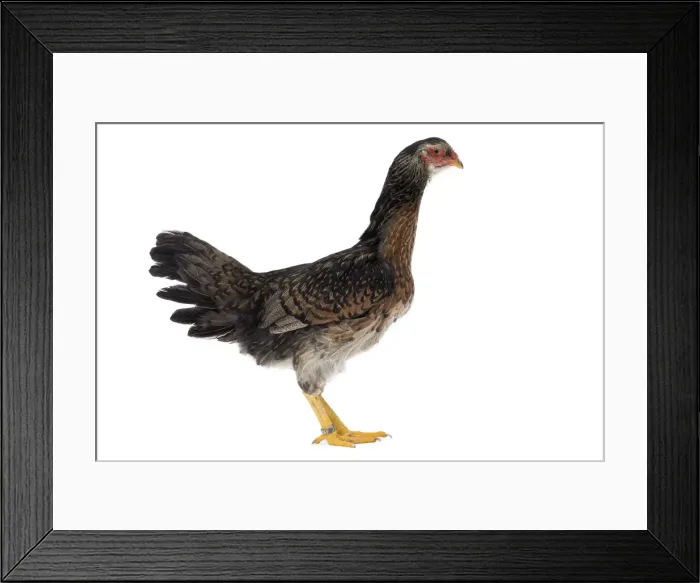 Framed Print : Picture No. 11771401 Framed Print : Picture No. 11771401