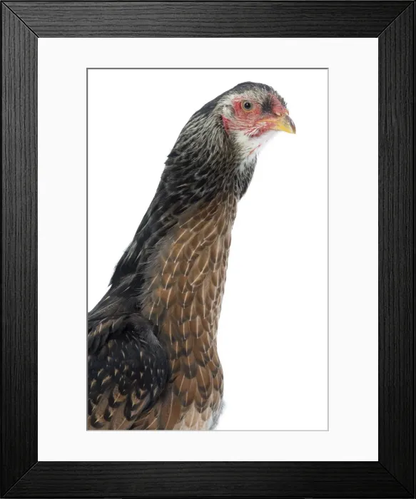 Framed Print : Picture No. 11771402 Framed Print : Picture No. 11771402