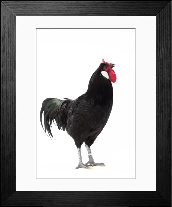 Framed Print : Picture No. 11771403 Framed Print : Picture No. 11771403
