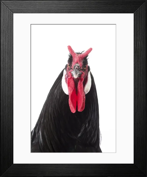 Framed Print : Picture No. 11771405 Framed Print : Picture No. 11771405
