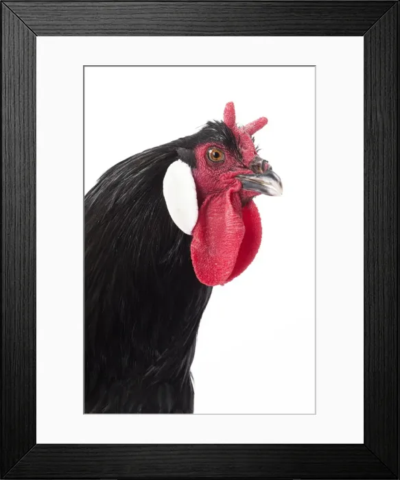 Framed Print : Picture No. 11771406 Framed Print : Picture No. 11771406