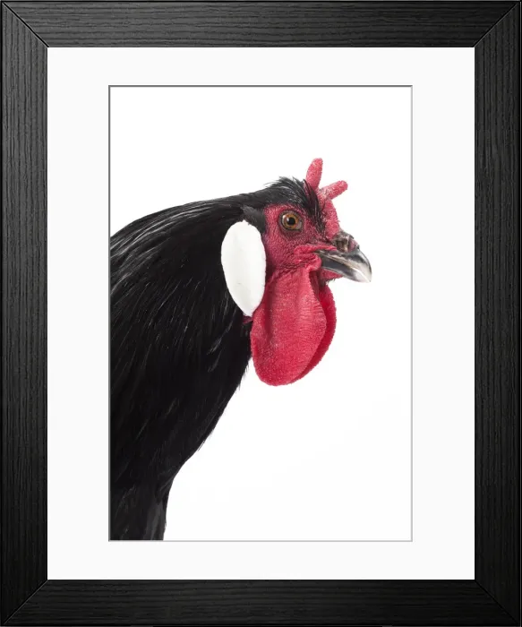 Framed Print : Picture No. 11771404 Framed Print : Picture No. 11771404
