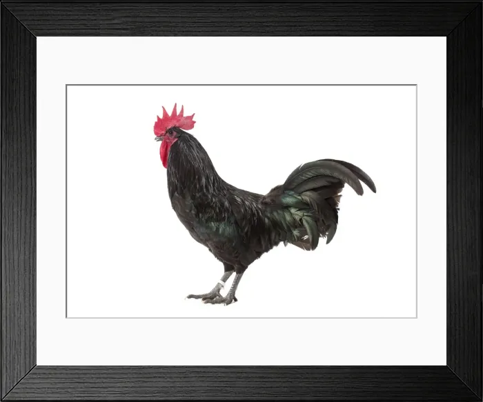 Framed Print : Picture No. 11771408 Framed Print : Picture No. 11771408