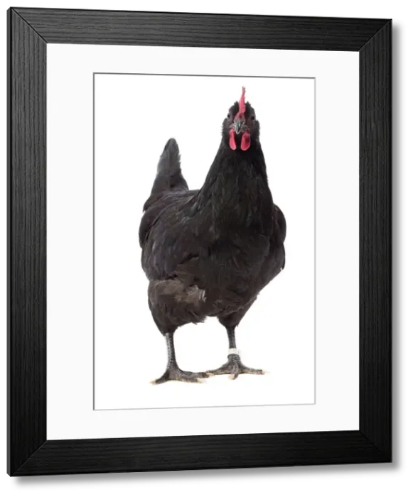 Framed Print : Picture No. 11771411 Framed Print : Picture No. 11771411