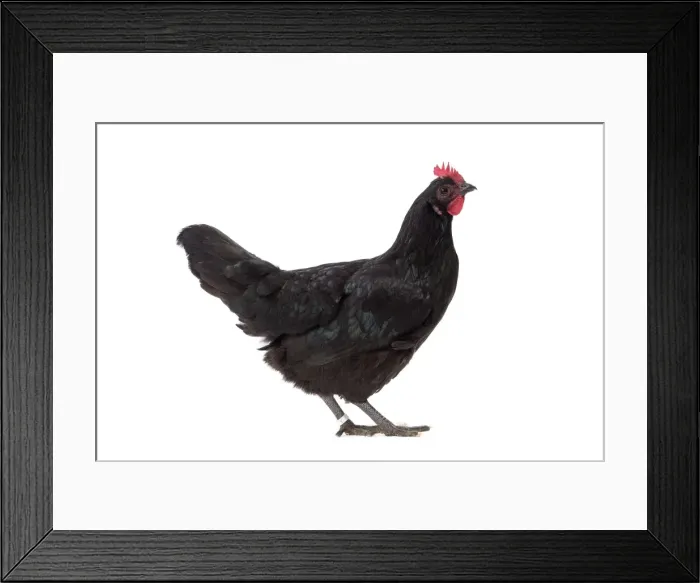 Framed Print : Picture No. 11771412 Framed Print : Picture No. 11771412