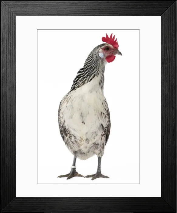Framed Print : Picture No. 11771413 Framed Print : Picture No. 11771413