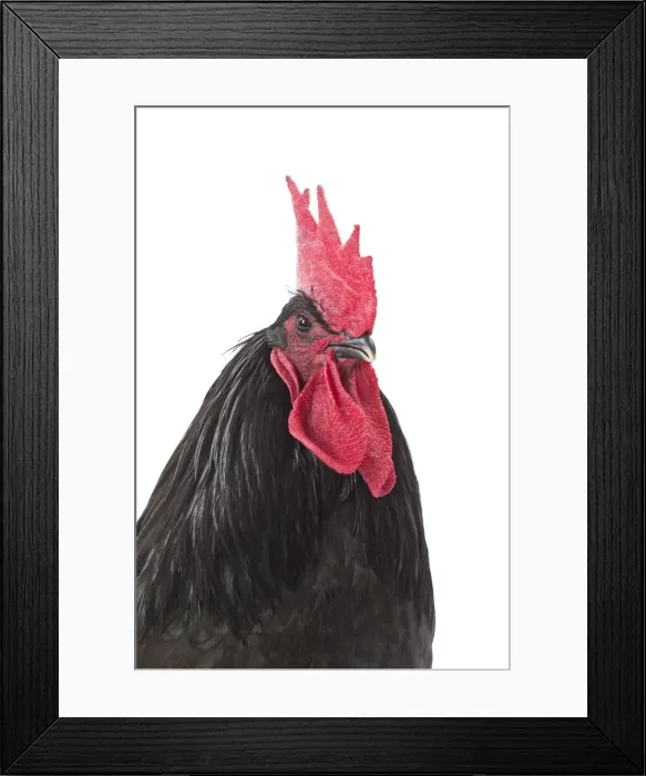 Framed Print : Picture No. 11771410 Framed Print : Picture No. 11771410