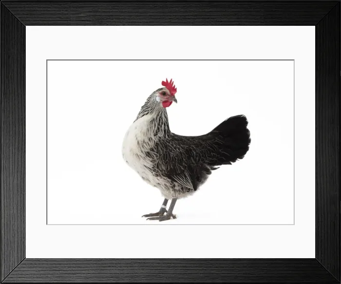 Framed Print : Picture No. 11771415 Framed Print : Picture No. 11771415
