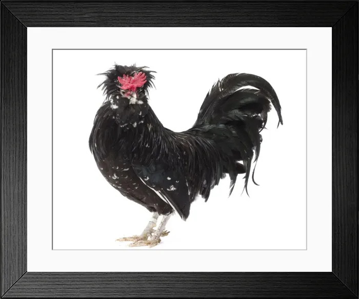 Framed Print : Picture No. 11771417 Framed Print : Picture No. 11771417