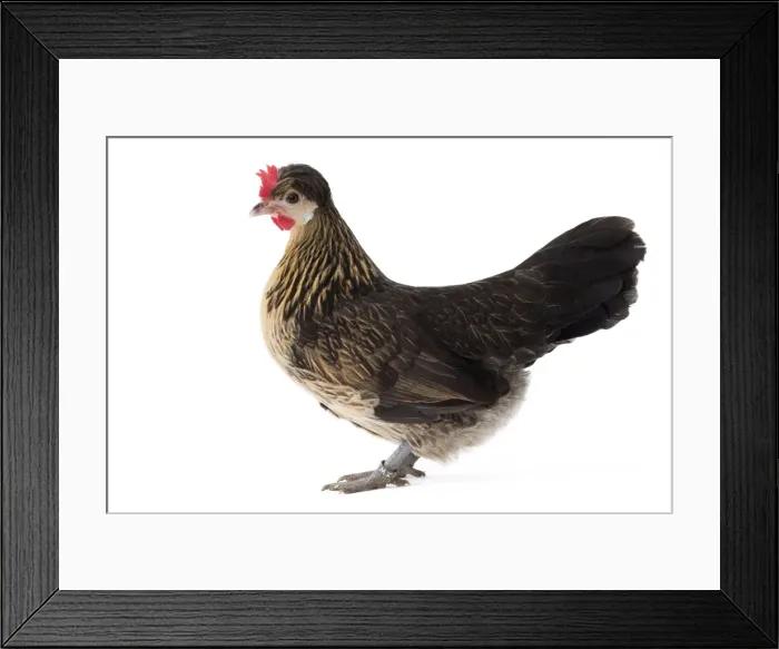 Framed Print : Picture No. 11771416 Framed Print : Picture No. 11771416