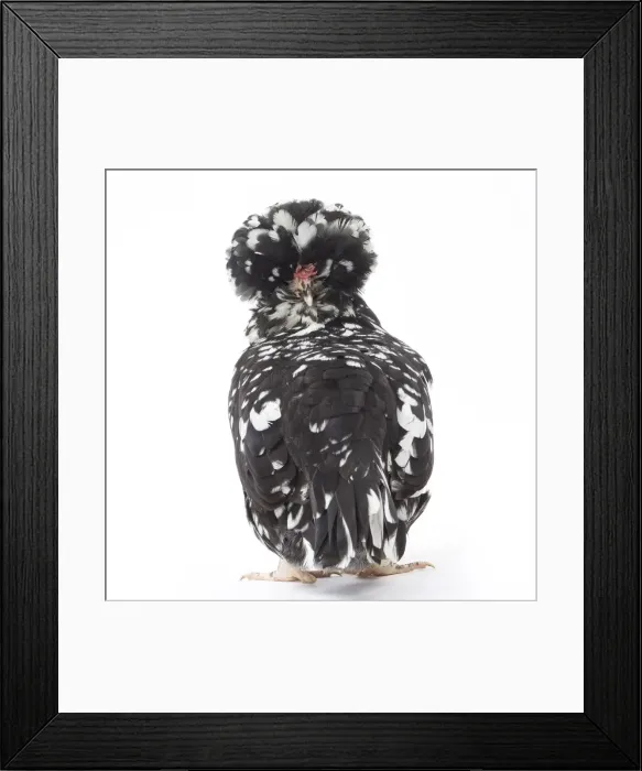 Framed Print : Picture No. 11771419 Framed Print : Picture No. 11771419