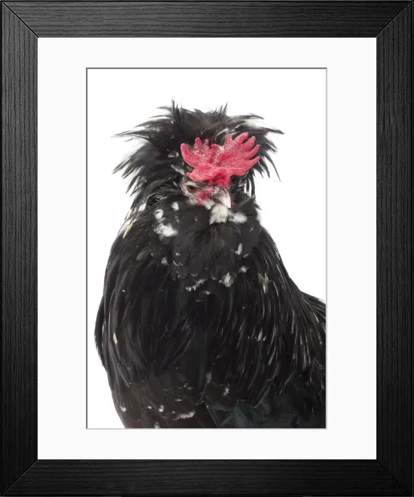 Framed Print : Picture No. 11771418 Framed Print : Picture No. 11771418