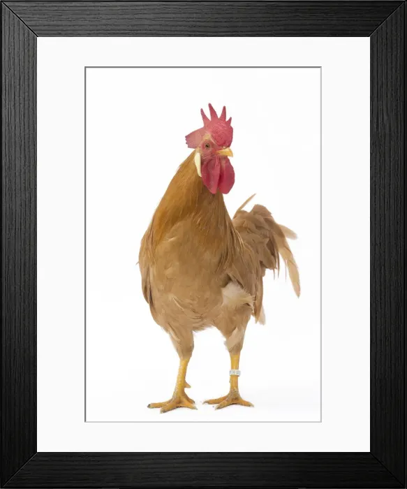 Framed Print : Picture No. 11771420 Framed Print : Picture No. 11771420
