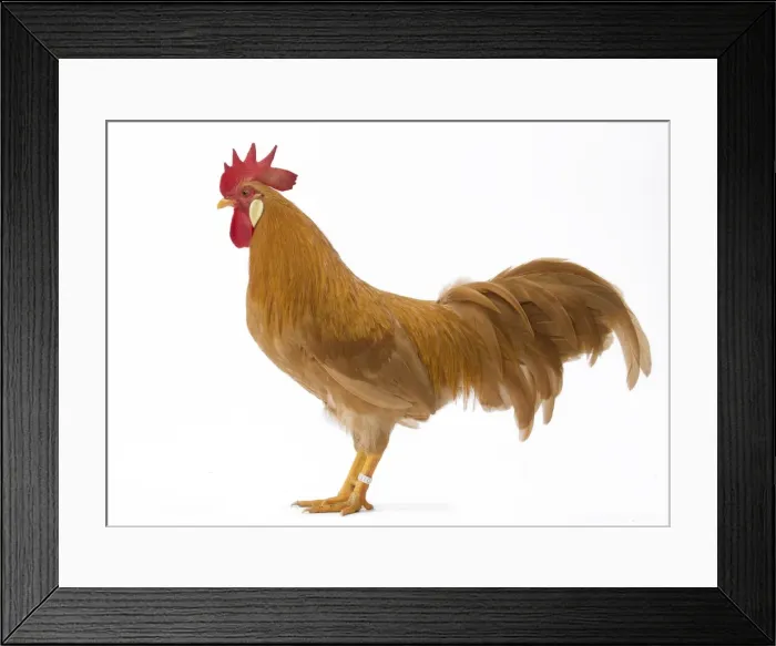Framed Print : Picture No. 11771421 Framed Print : Picture No. 11771421