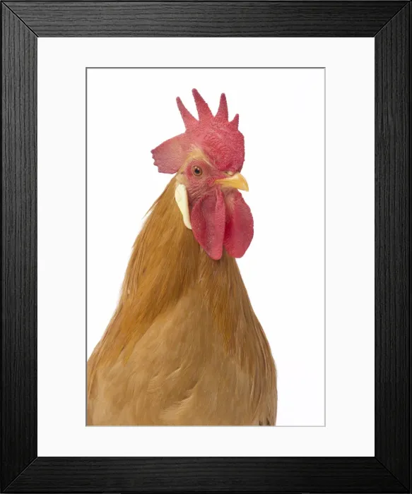 Framed Print : Picture No. 11771422 Framed Print : Picture No. 11771422