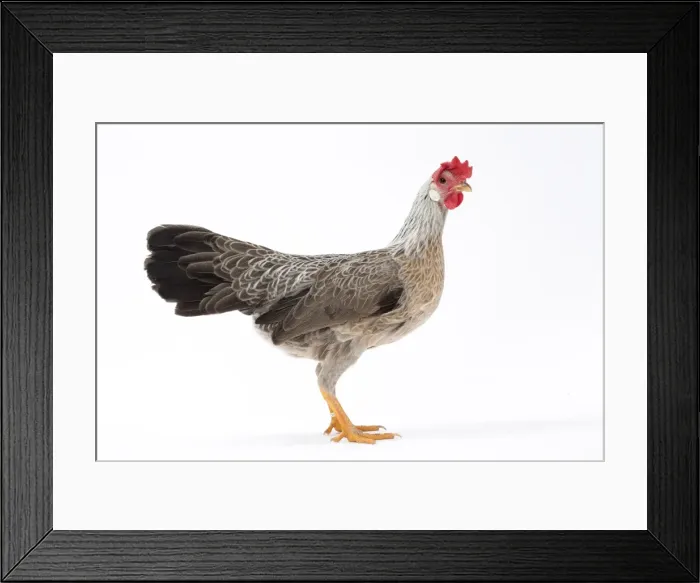 Framed Print : Picture No. 11771424 Framed Print : Picture No. 11771424