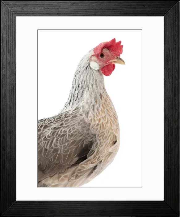 Framed Print : Picture No. 11771425 Framed Print : Picture No. 11771425