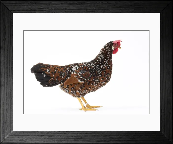 Framed Print : Picture No. 11771426 Framed Print : Picture No. 11771426