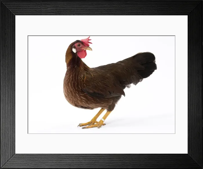 Framed Print : Picture No. 11771427 Framed Print : Picture No. 11771427
