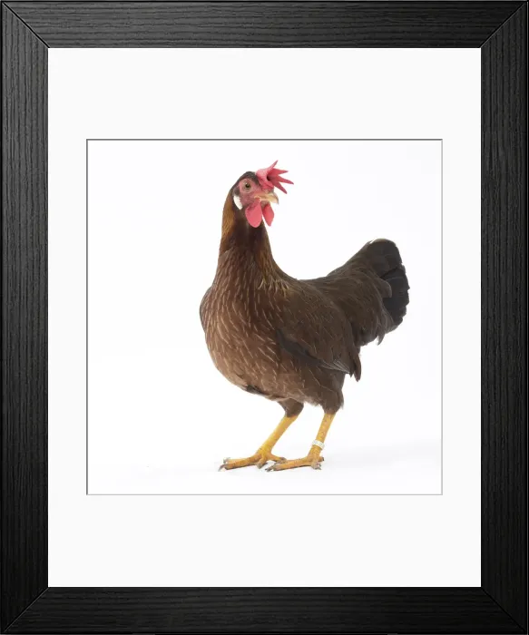 Framed Print : Picture No. 11771428 Framed Print : Picture No. 11771428
