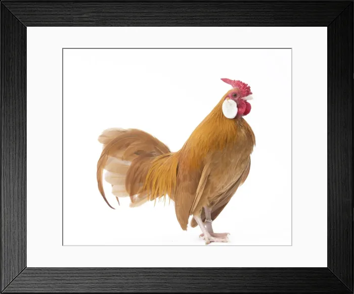 Framed Print : Picture No. 11771429 Framed Print : Picture No. 11771429