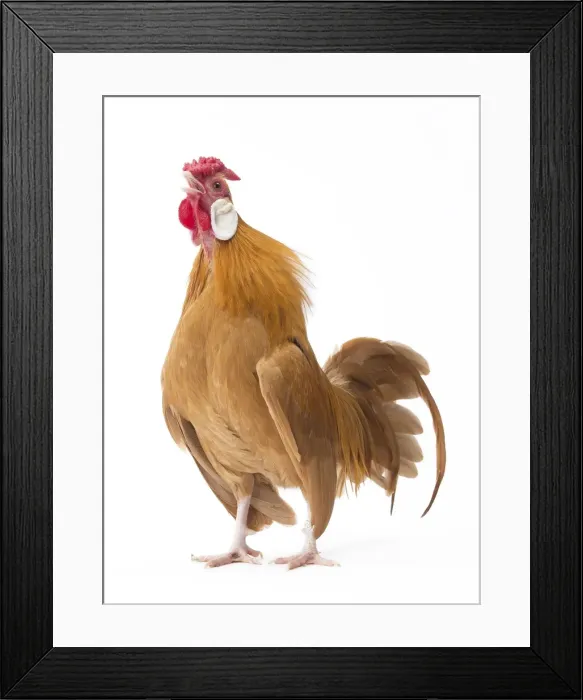 Framed Print : Picture No. 11771430 Framed Print : Picture No. 11771430