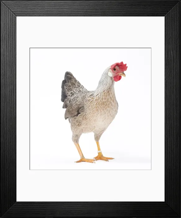 Framed Print : Picture No. 11771423 Framed Print : Picture No. 11771423