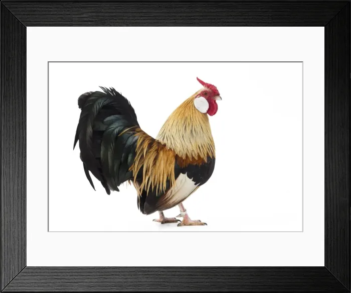 Framed Print : Picture No. 11771431 Framed Print : Picture No. 11771431