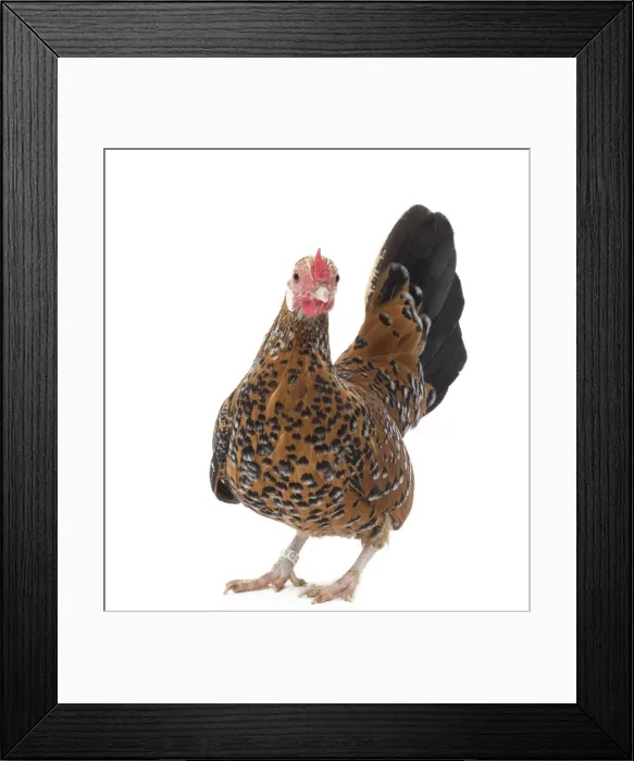 Framed Print : Picture No. 11771433 Framed Print : Picture No. 11771433