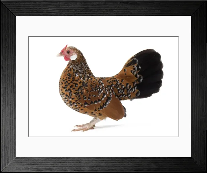 Framed Print : Picture No. 11771434 Framed Print : Picture No. 11771434