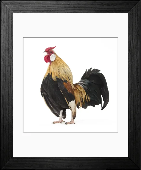 Framed Print : Picture No. 11771432 Framed Print : Picture No. 11771432