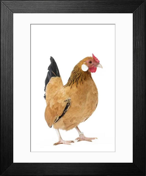 Framed Print : Picture No. 11771436 Framed Print : Picture No. 11771436