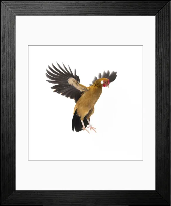 Framed Print : Picture No. 11771437 Framed Print : Picture No. 11771437