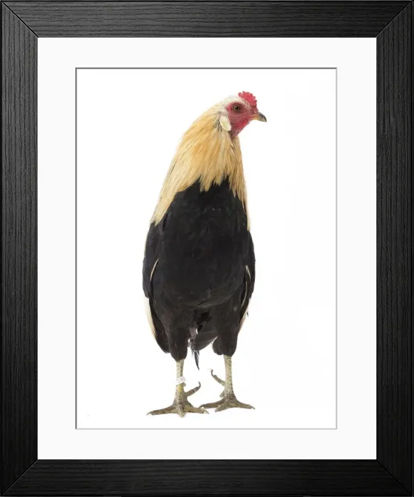 Framed Print : Picture No. 11771438 Framed Print : Picture No. 11771438
