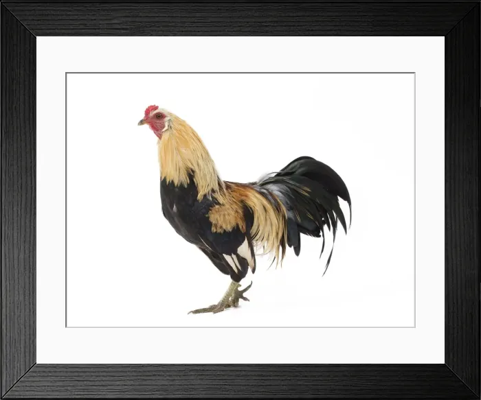 Framed Print : Picture No. 11771439 Framed Print : Picture No. 11771439