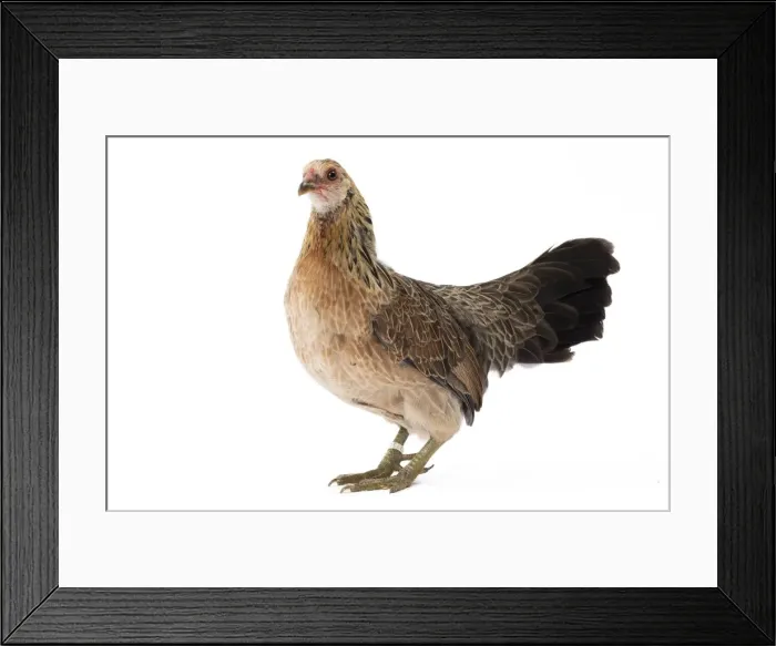 Framed Print : Picture No. 11771440 Framed Print : Picture No. 11771440