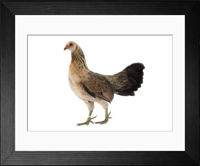 Framed Print : Picture No. 11771441 Framed Print : Picture No. 11771441