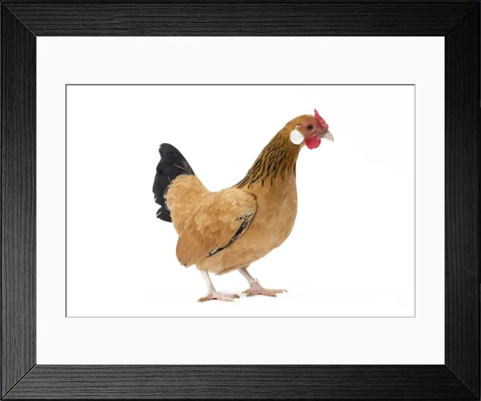 Framed Print : Picture No. 11771435 Framed Print : Picture No. 11771435