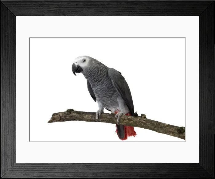 Framed Print : Picture No. 11771443 Framed Print : Picture No. 11771443