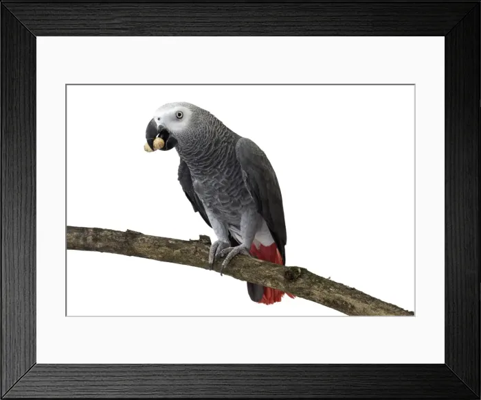 Framed Print : Picture No. 11771445 Framed Print : Picture No. 11771445