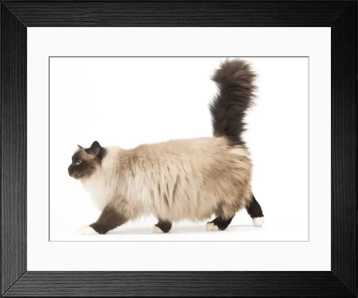 Framed Print : Picture No. 11771448 Framed Print : Picture No. 11771448