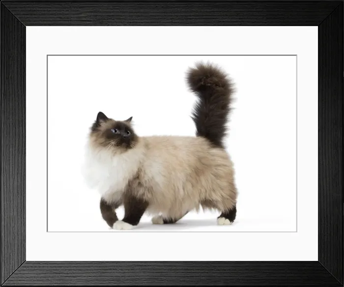 Framed Print : Picture No. 11771449 Framed Print : Picture No. 11771449