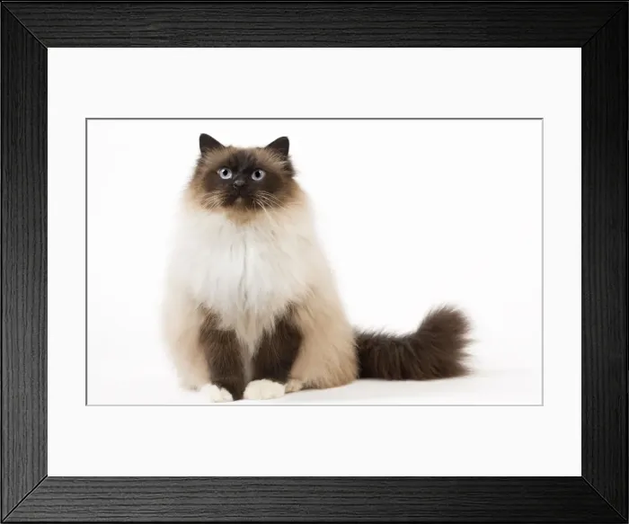 Framed Print : Picture No. 11771451 Framed Print : Picture No. 11771451