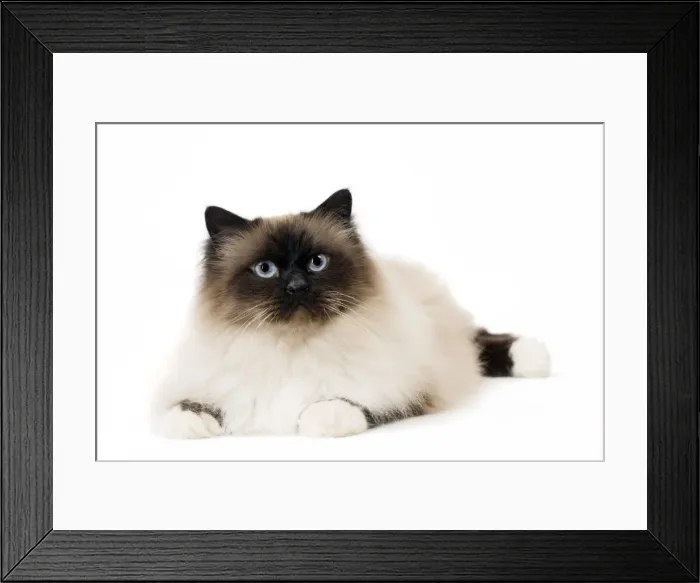 Framed Print : Picture No. 11771453 Framed Print : Picture No. 11771453