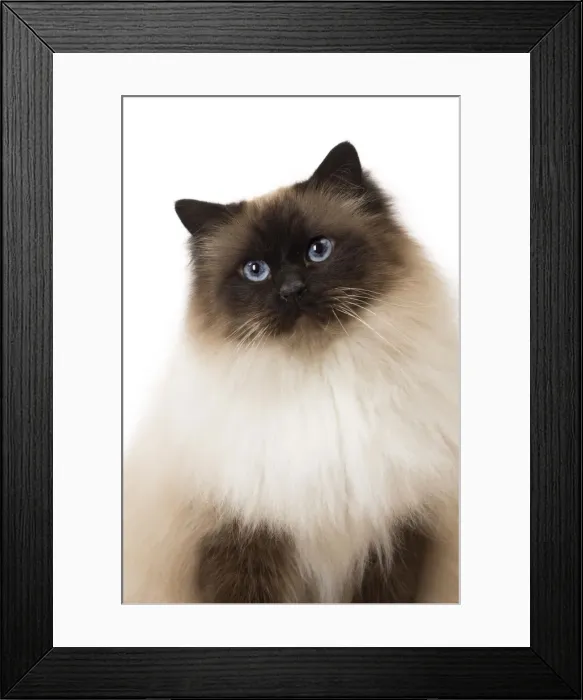 Framed Print : Picture No. 11771452 Framed Print : Picture No. 11771452